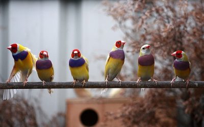 Zeven vinkjes en drie principes